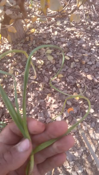 نوع الاصابه الموجودة في الثوم و علاجها حضرتك و تودي الي التفاف كامل للثوم مع اصفرار